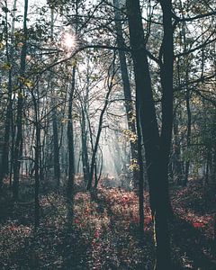 Sprookjesachtig licht in de bossen van de Veluwe van Mick van Hesteren