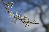 Prunier cerise en fleurs (Prunus cerasifera) avec de petites fleurs blanches au printemps ou à Pâque par Maren Winter Aperçu