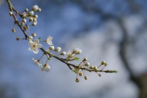 Bloeiende kersenpruimenboom (Prunus cerasifera) met kleine witte bloemen in de lente of paastijd teg van Maren Winter