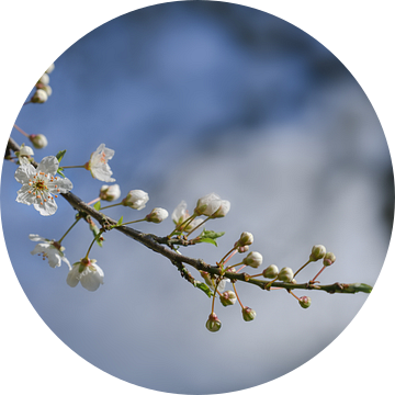 Bloeiende kersenpruimenboom (Prunus cerasifera) met kleine witte bloemen in de lente of paastijd teg van Maren Winter
