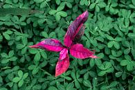 Contrast in nature by Yme Raafs thumbnail