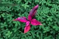 Contrast in nature