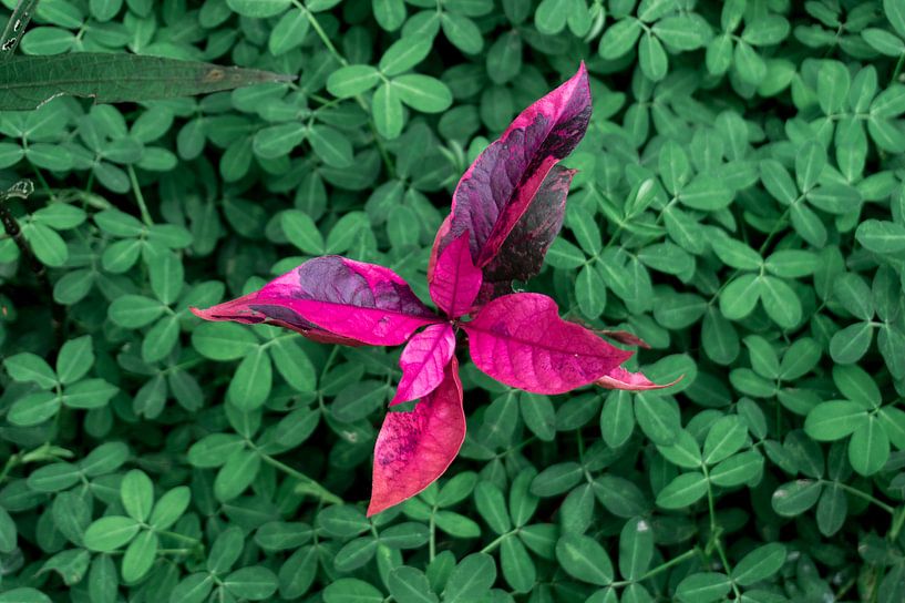 Contrast in nature by Yme Raafs