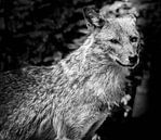 Tiere | Wolf (II) von Sylvana Portier Miniaturansicht