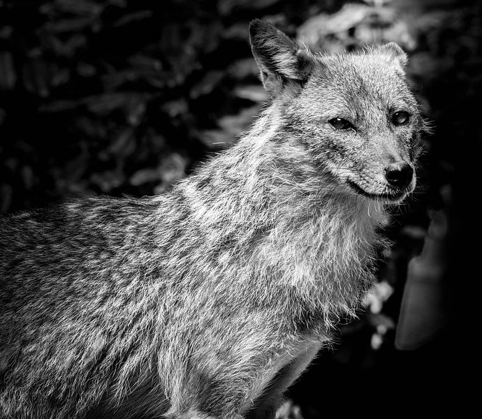 Tiere | Wolf (II) von Sylvana Portier