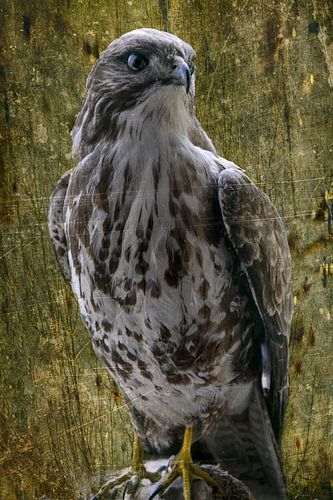 Buizerd