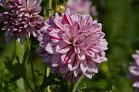 De dahlia blijft altijd mooi om te fotograferen 