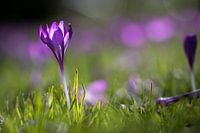 Frühling im Wilhelminapark Breda