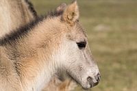 Jong Konik veulen in het Lauwersmeergebied, portret, lente in Friesland