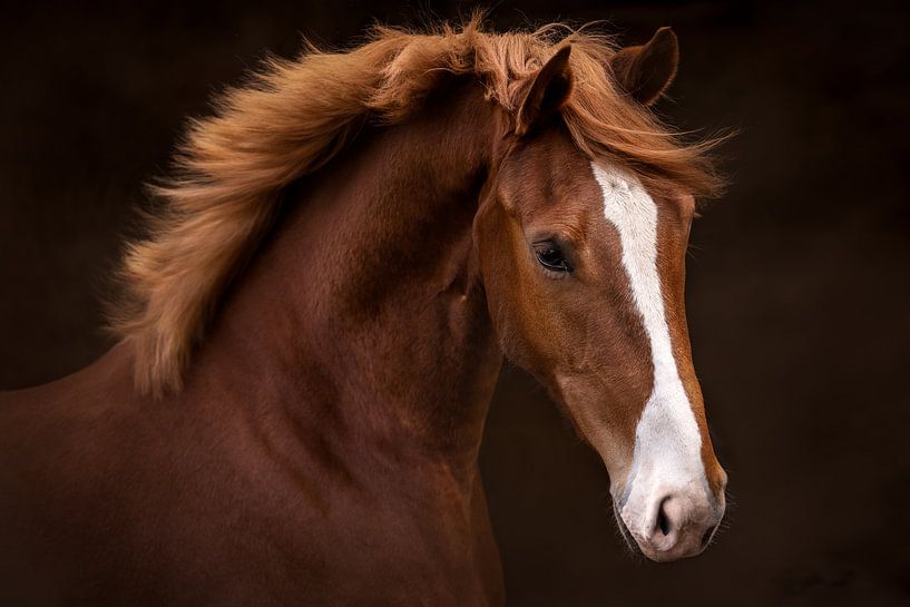 Portrait of chestnut horse | equine photography | finearts by Laura Dijkslag
