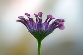 African daisy 1.0