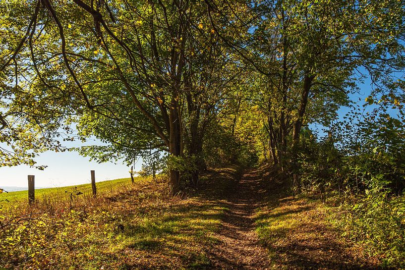 Landschaft mit Weg und Bäumen bei Hohen Demzin von Rico Ködder