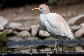 Koereiger : Ouwehands Dierenpark