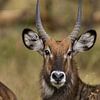 Waterbuck by Gerwin Hoogsteen