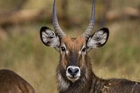 Waterbok