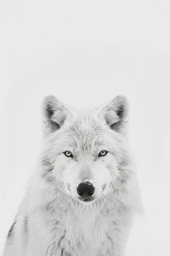 Wolf in zwart-wit