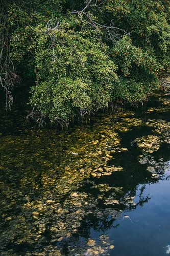 Tree across the lake