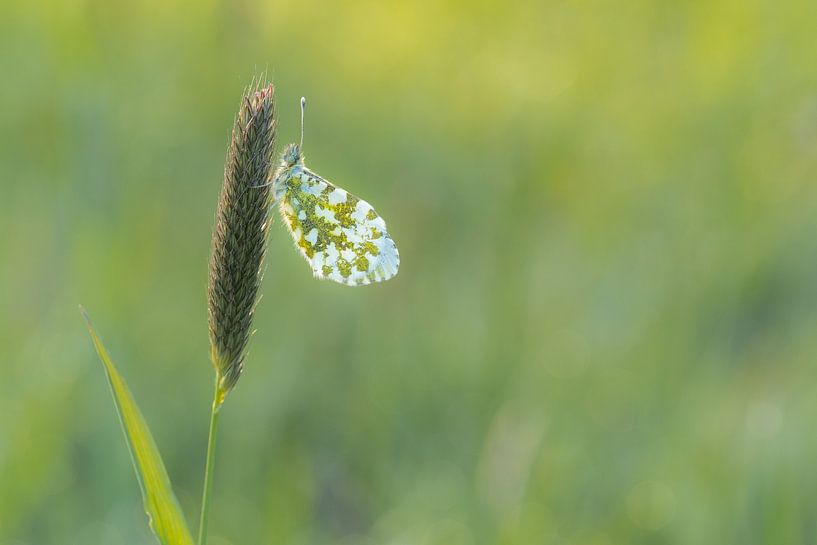 Orange tip by Moetwil en van Dijk - Fotografie