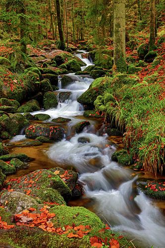 Torrent d'automne dans la forêt