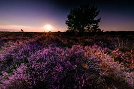 Heather Vierhouten by Eddy Westdijk
