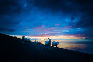 Sonnenuntergang mit Schafen auf dem Deich von Jan Georg Meijer