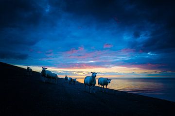 Coucher de soleil avec des moutons sur la digue sur Jan Georg Meijer