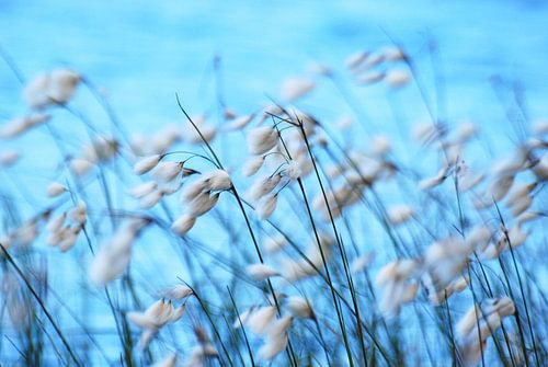 Airelles (Eriophorum angustifolium)