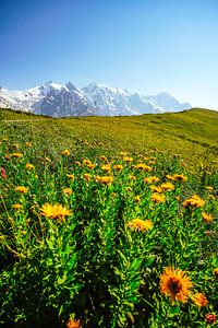 Berg en gletsjer in Georgië bij Ushguli van Leo Schindzielorz