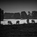 Koeien aan de oever van de Maas in zwartwit van Jeroen thumbnail