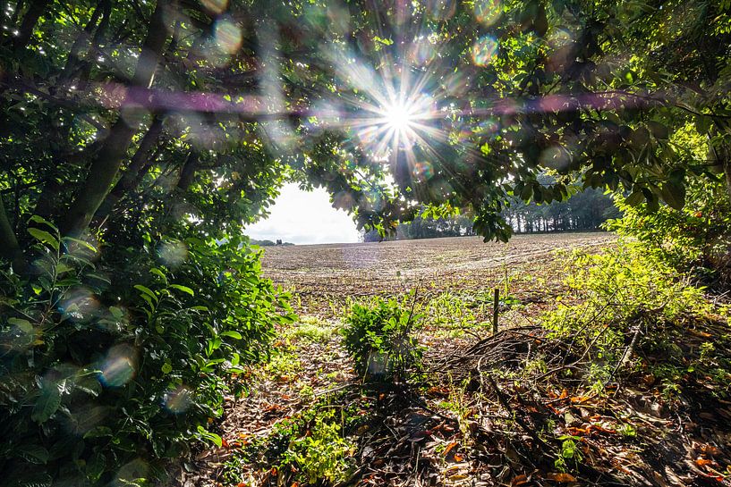 Cornfield near Berg en Dal by Evert Jan Luchies