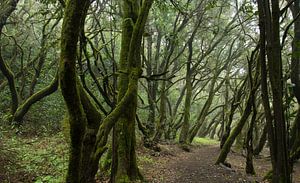 Forêt mystique