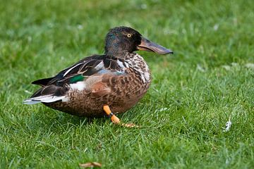 Shoveler : Blijdorp Zoo by Loek Lobel