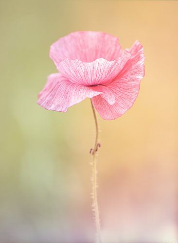 klaproos zacht roze