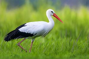 Weißstorch (Ciconia ciconia)