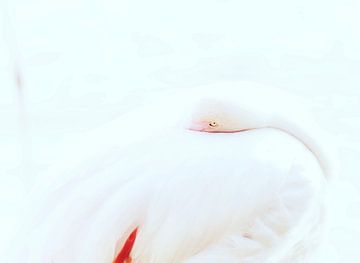 Roze Flamingo close-up van Yoan Izetov