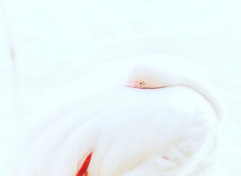 Flamant rose en gros plan par Yoan Izetov