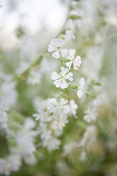 Delicate witte bloemen van Silvio Schoisswohl