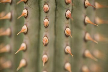 Prikkelig (close-up van de stekels van een cactus) van Birgitte Bergman