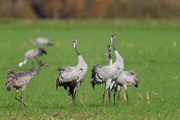 Kranichvögel bei der Herbstwanderung auf einem Feld von Sjoerd van der Wal Fotografie