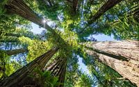 Bomen in de Redwoods, Redwood National and state park