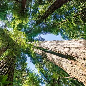 Bomen in de Redwoods, Redwood National and state park sur Corinne Cornelissen-Megens