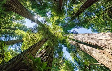 Bomen in de Redwoods, Redwood National and state park van Corinne Cornelissen-Megens