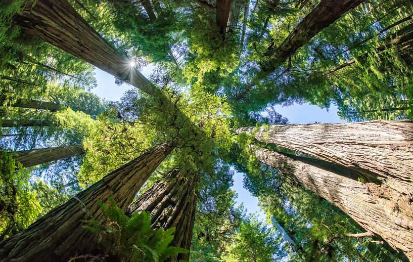 Bomen in de Redwoods, Redwood National and state park par Corinne Cornelissen-Megens