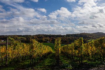 warme herfstkleuren in maastricht met zicht op pietersberg met de druiven ranken van de apostelhoeve van Kim Willems