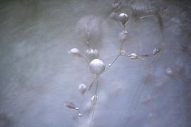 Zonlicht op Waterdruppels