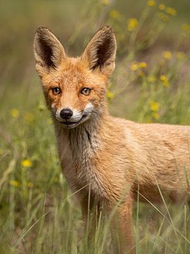 Der Fuchs im Gras von Kayleigh Heppener