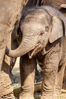 Young elephant under the paws of mother elephant