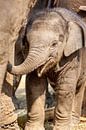 Junger Elefant unter den Pfoten der Elefantenmutter von Marcel Derweduwen Miniaturansicht