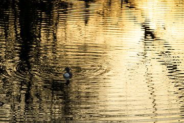 Duck in pond Stadspark Groningen (Netherlands) by Marcel Kerdijk