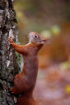 Up we go by LHJB Photography